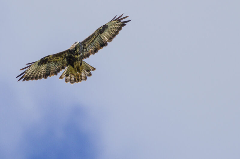 Buse variable